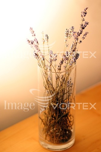Flower royalty free stock image #100032236