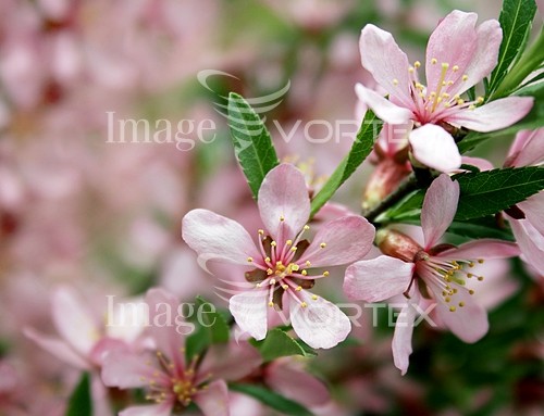 Flower royalty free stock image #101656013