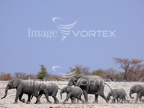 Animal / wildlife royalty free stock image #101978768