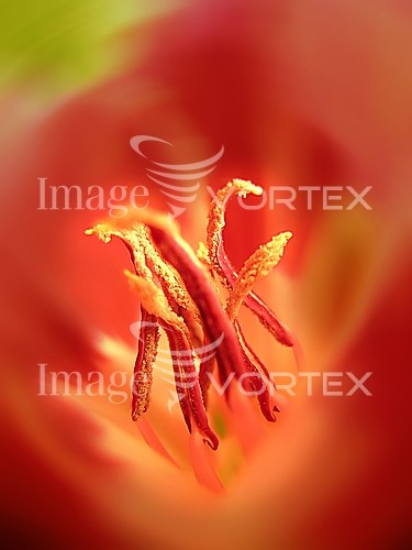 Flower royalty free stock image #101245620