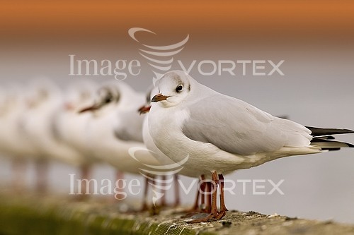 Bird royalty free stock image #101088042
