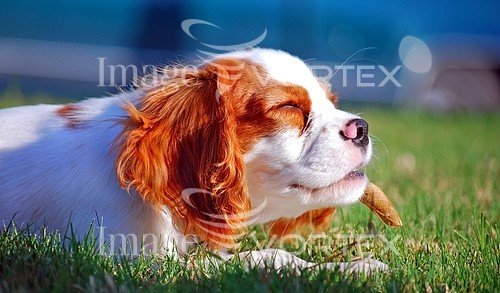 Pet / cat / dog royalty free stock image #101337522