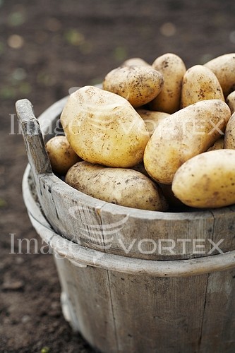 Food / drink royalty free stock image #103054866