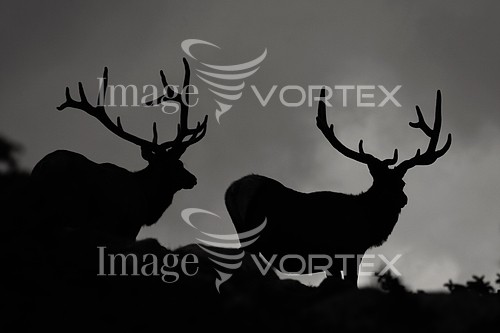 Animal / wildlife royalty free stock image #105959654