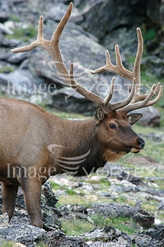 Animal / wildlife royalty free stock image #105995183