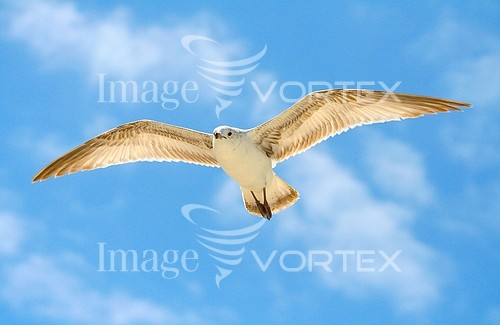 Bird royalty free stock image #106645355