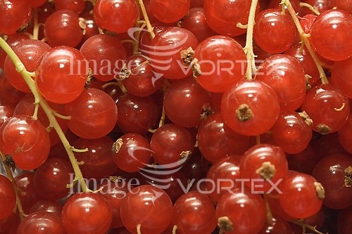 Food / drink royalty free stock image #107059204