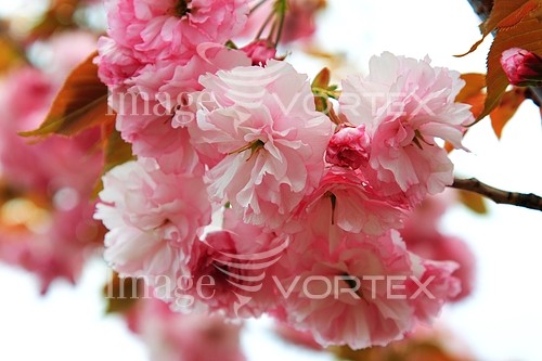 Flower royalty free stock image #108423421