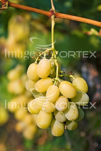 Industry / agriculture royalty free stock image #108668118