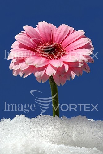 Flower royalty free stock image #110119865