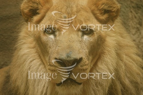 Animal / wildlife royalty free stock image #111803745