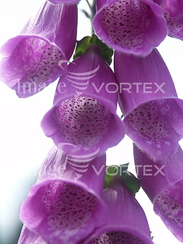 Flower royalty free stock image #113889651