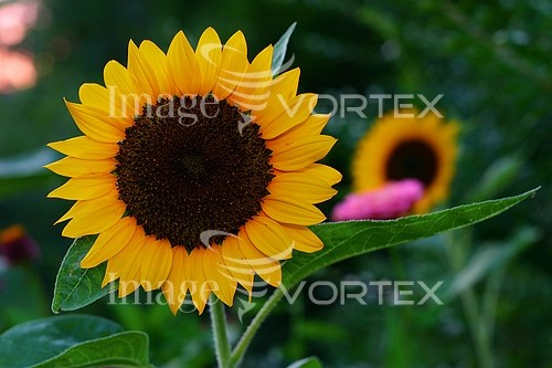 Flower royalty free stock image #114181540
