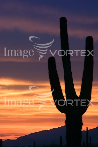 Sunset / sunrise royalty free stock image #116694741