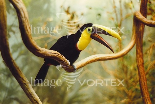 Bird royalty free stock image #118679485
