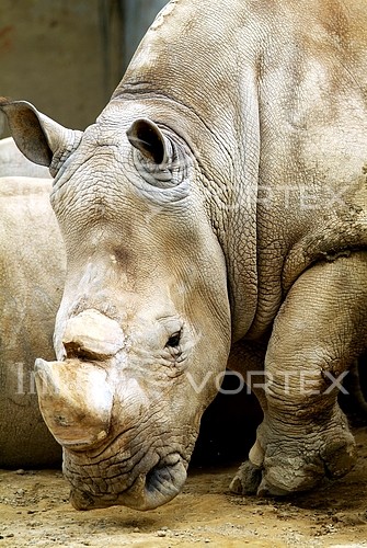 Animal / wildlife royalty free stock image #119497850