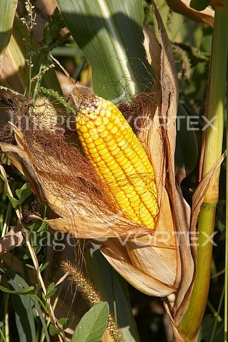 Industry / agriculture royalty free stock image #121738241