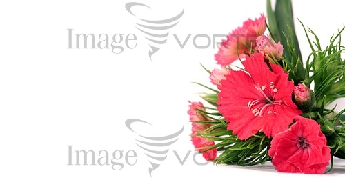 Flower royalty free stock image #123103423