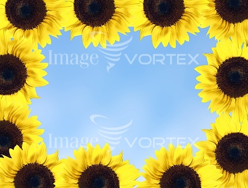 Flower royalty free stock image #125148634