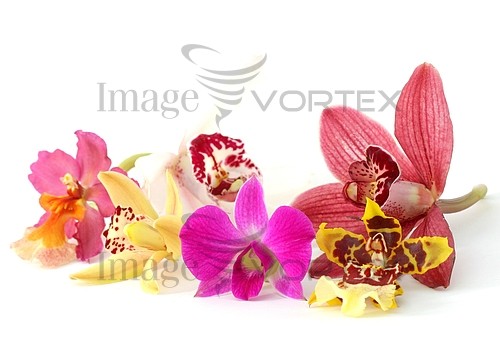 Flower royalty free stock image #128386902