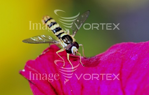Insect / spider royalty free stock image #130543349
