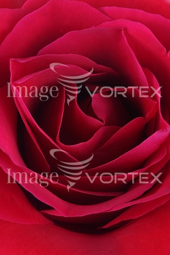 Flower royalty free stock image #130241376