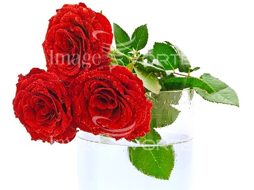Flower royalty free stock image #130137024