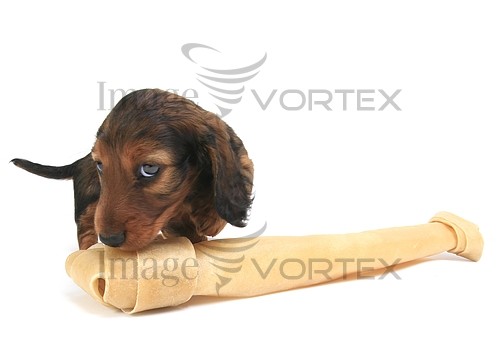 Pet / cat / dog royalty free stock image #131528343