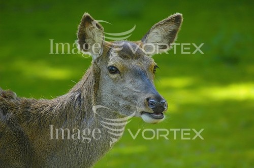 Animal / wildlife royalty free stock image #131405397