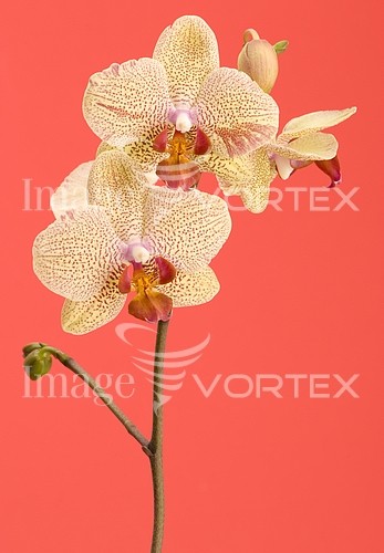 Flower royalty free stock image #132234570
