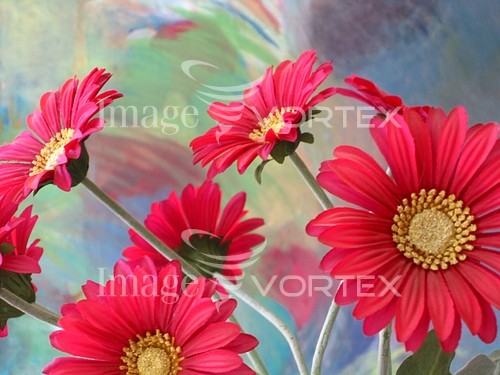 Flower royalty free stock image #132658613