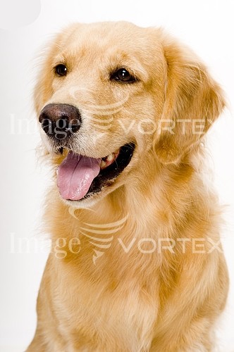 Pet / cat / dog royalty free stock image #134407393