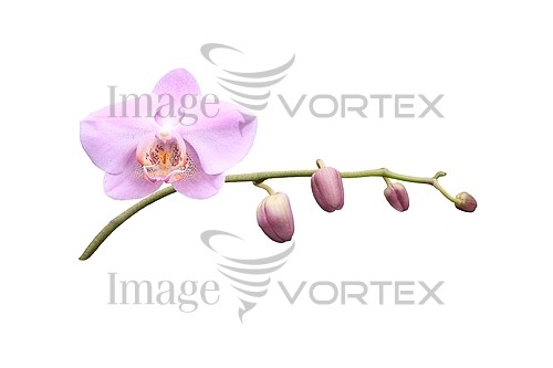 Flower royalty free stock image #134149012