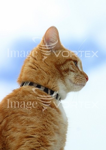 Pet / cat / dog royalty free stock image #135691030