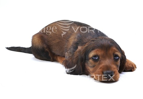 Pet / cat / dog royalty free stock image #136642763
