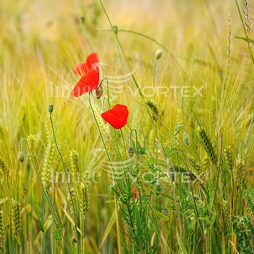 Industry / agriculture royalty free stock image #137768533