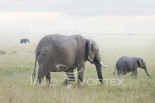 Animal / wildlife royalty free stock image #138989930
