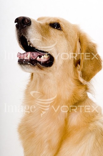 Pet / cat / dog royalty free stock image #138093315