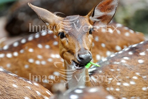 Animal / wildlife royalty free stock image #138093520