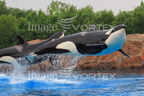 Animal / wildlife royalty free stock image #138278703