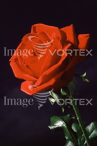Flower royalty free stock image #140574678
