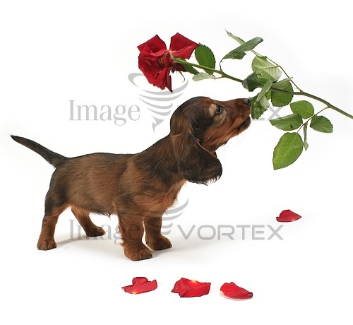 Pet / cat / dog royalty free stock image #141352839