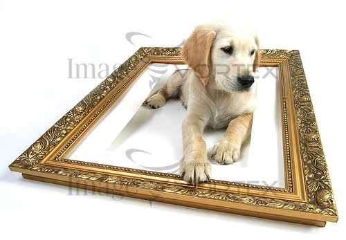 Pet / cat / dog royalty free stock image #141499495