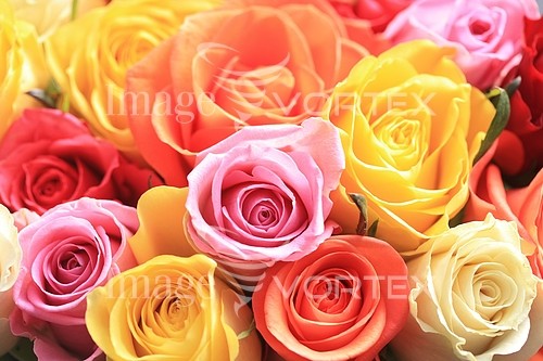 Flower royalty free stock image #141253395