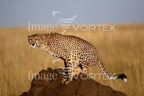 Animal / wildlife royalty free stock image #142701432