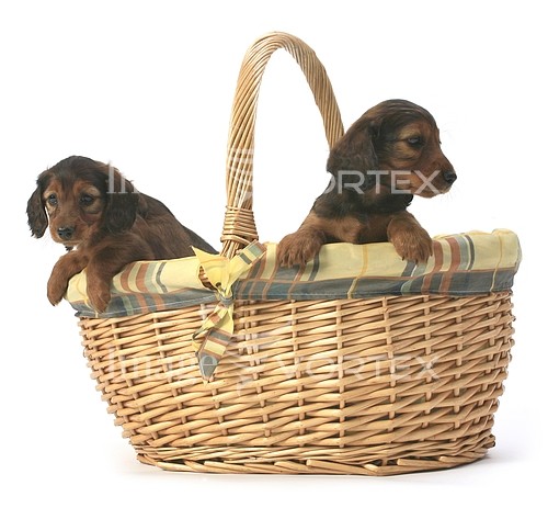 Pet / cat / dog royalty free stock image #142446576