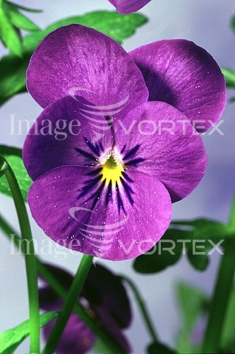 Flower royalty free stock image #142010972