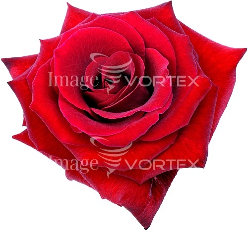 Flower royalty free stock image #142584659