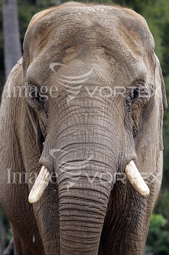 Animal / wildlife royalty free stock image #144818304