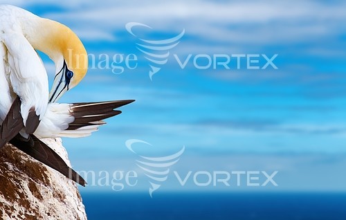 Bird royalty free stock image #144291206